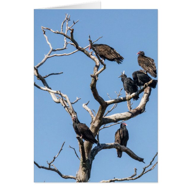 Vulture Family Tree (Devant)