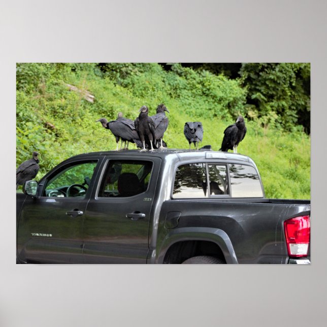 Vultures on a Truck Poster (Devant)