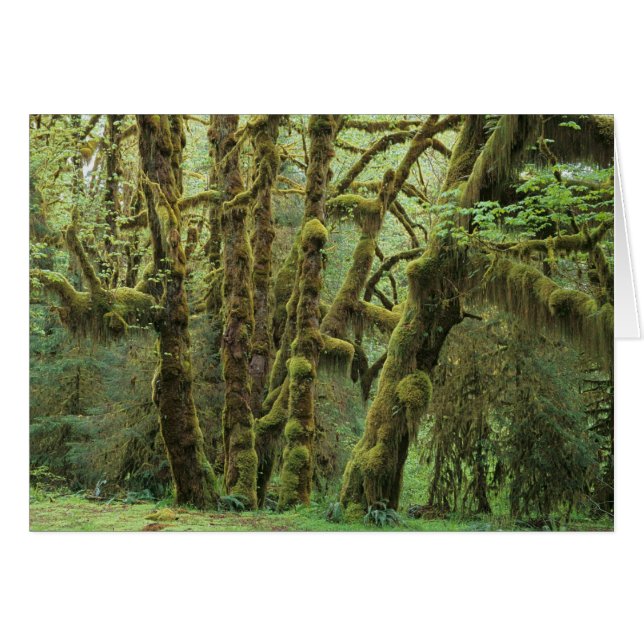 WA, parc national Olympique, forêt pluviale de Hoh (Devant horizontal)