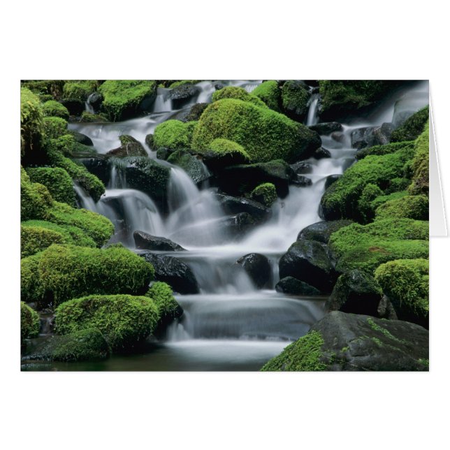 WA, parc national Olympique, vallée de Sol Duc, ru (Devant horizontal)