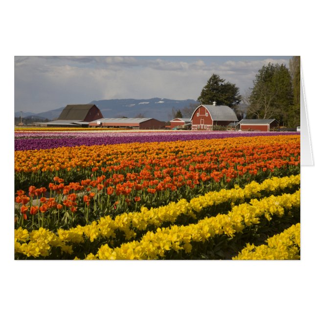 WA, Skagit Valley, Champs de tulipe en fleur, à (Devant horizontal)