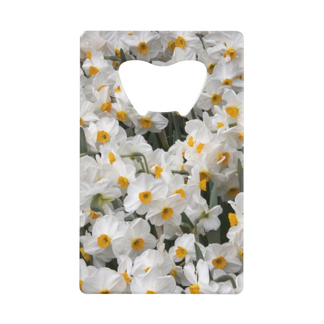 WA, vallée de Skagit, motif de jonquilles (Devant)