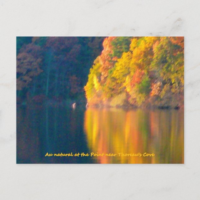 Walden Pond automne feuillage carte postale (Devant)