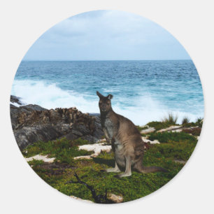 Wallabe Sur Les Rochers Balnéaires, Stickers Ronds
