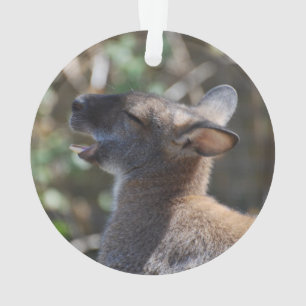 Wallaby mignon