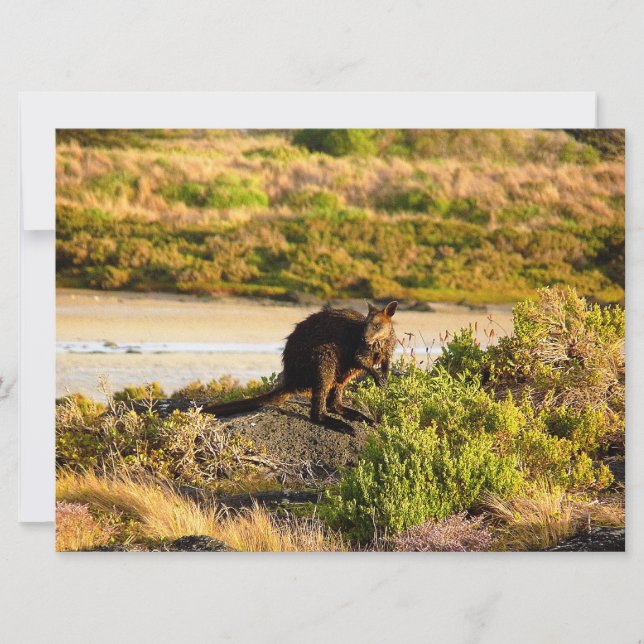 Wallaby sur le Riverside (Devant)