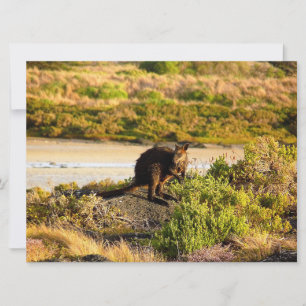 Wallaby sur le Riverside