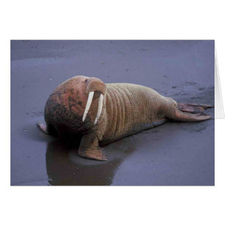 Walrus