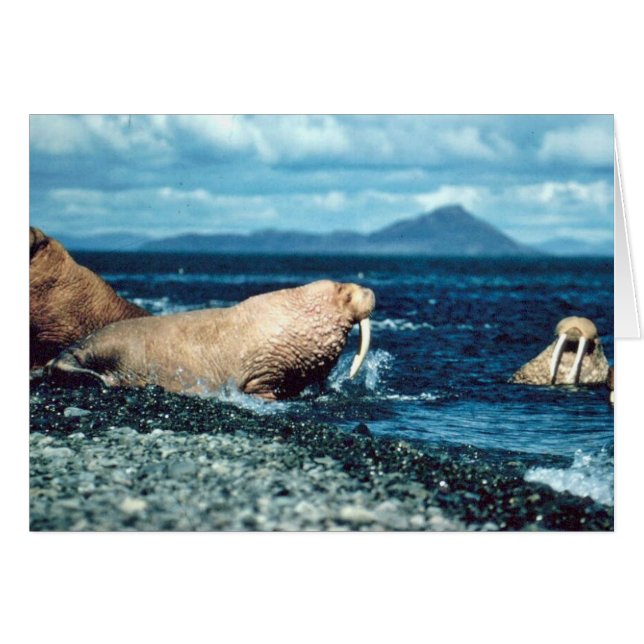 Walrus (Devant horizontal)