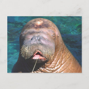 Walrus Eyes Carte postale fermée