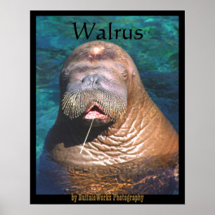 Walrus Eyes Poster fermé