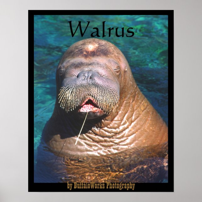 Walrus Eyes Poster fermé (Devant)