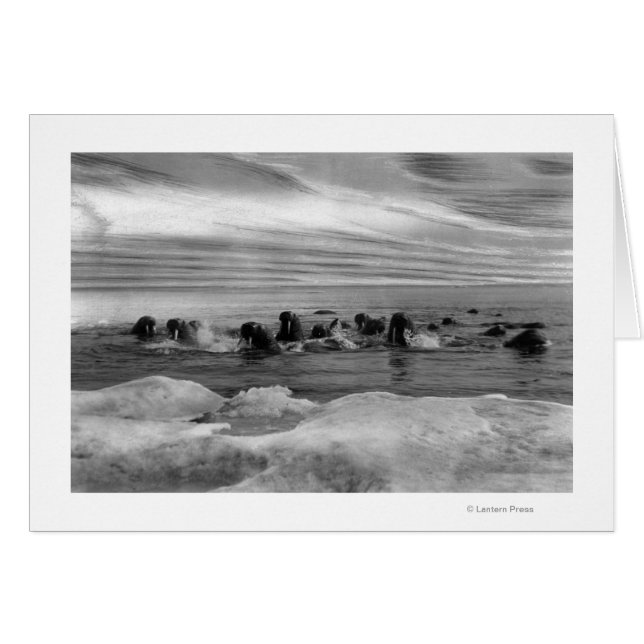 Walrus parmi les floes de glace dans la mer de Bér (Devant horizontal)