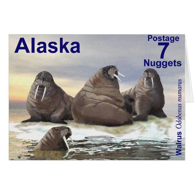 Walrus - Quatre frères (Devant horizontal)