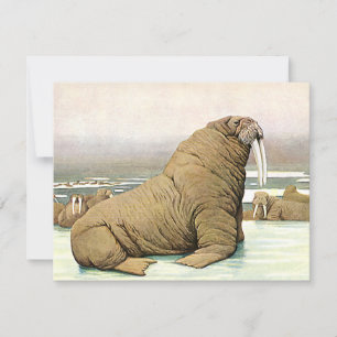 Walrus vintage sur Iceberg en Arctique, Animaux sa