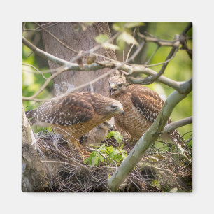 Walter, Aimant à l'épaule rouge