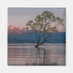 Wanaka Tree, Magnet de Nouvelle-Zélande