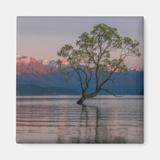 Wanaka Tree, Magnet de Nouvelle-Zélande