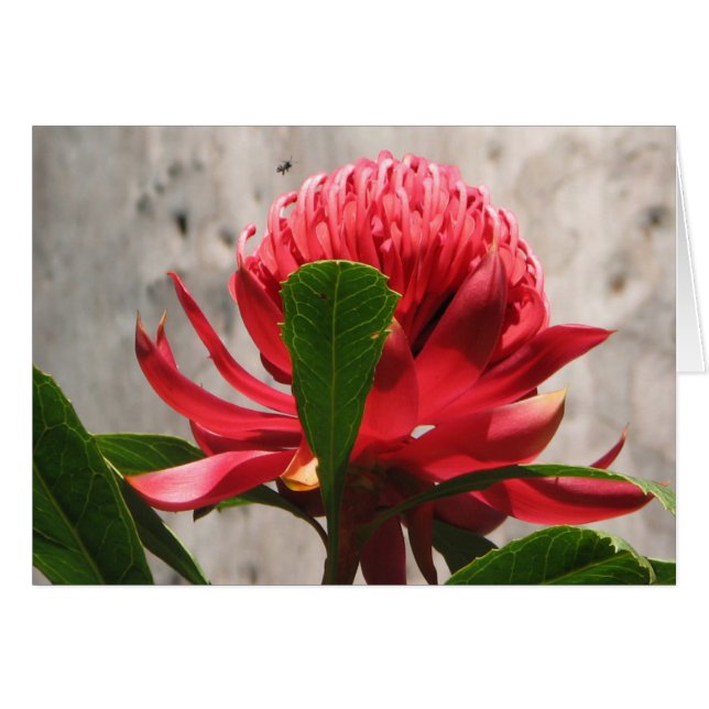 Waratah (Devant horizontal)