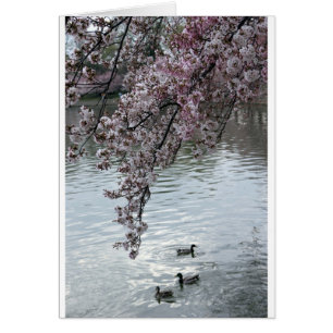 Washington DC de fleurs de cerisier