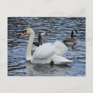 Water Fowl ~ carte postale