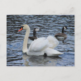 Water Fowl ~ carte postale