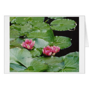 Water Lillies, Monet's House, Giverny, France