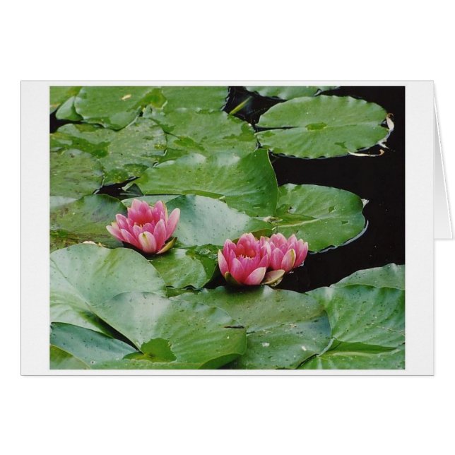 Water Lillies, Monet's House, Giverny, France (Devant horizontal)