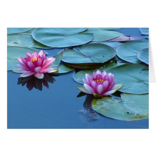 Water Lily Duet (Devant horizontal)
