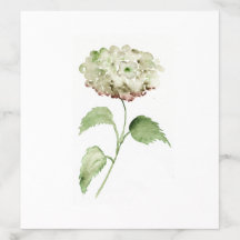 Watercolor Hydrangea