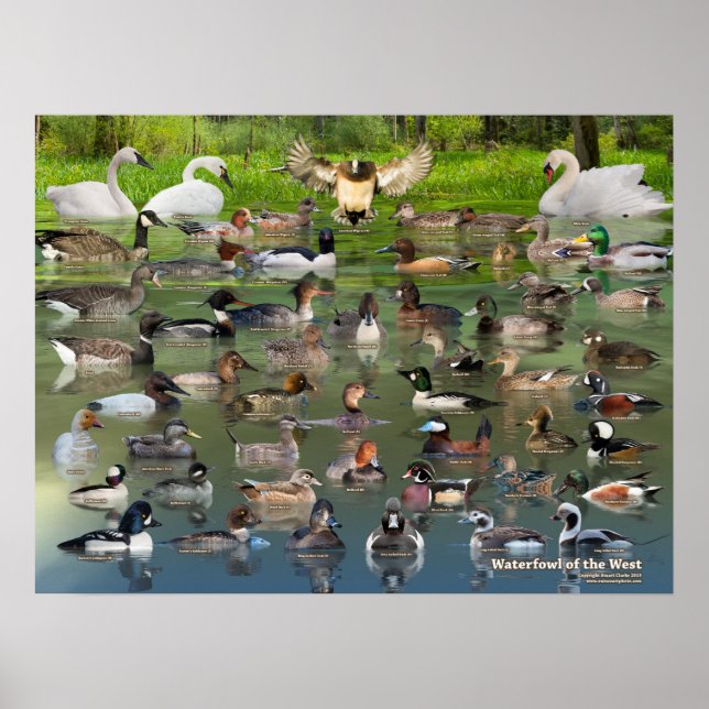 Waterfowl of the West Identification Poster (Devant)