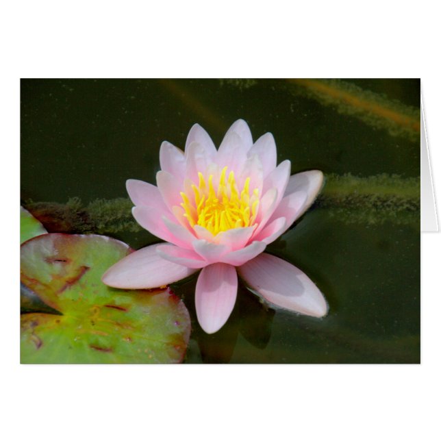 " Waterlilly " (Devant horizontal)