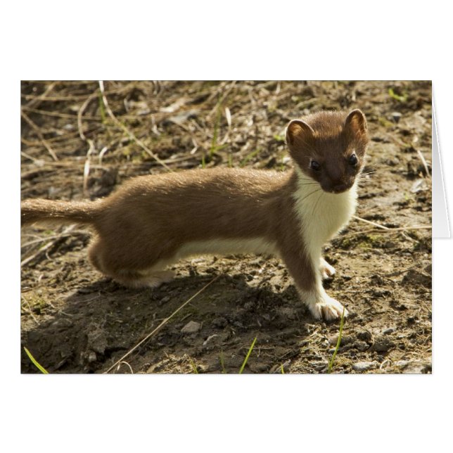 Weasel, à queue courte (Devant horizontal)