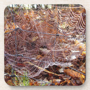 Web de l'araignée européenne Dessous de verre en p