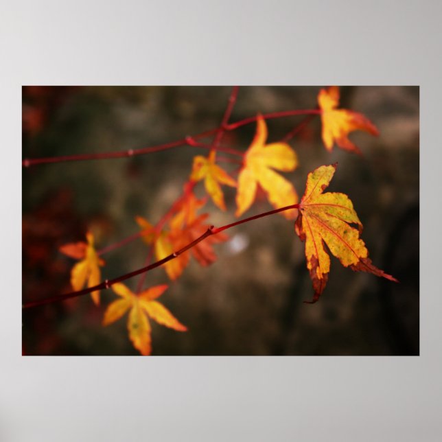 Weeping Autumn Poster Print (Devant)