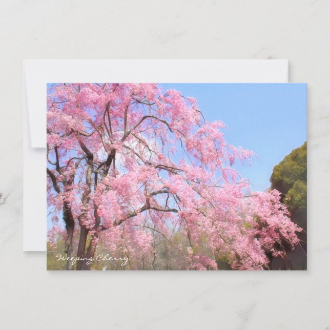 Weeping Cherry: Flat Card (Devant)