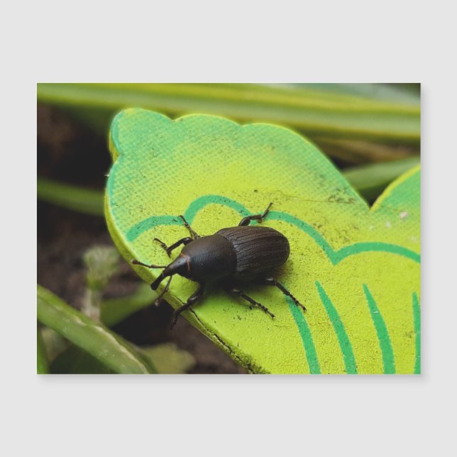 Weharm, Beetles, Curculionoidea, Bug (Devant)