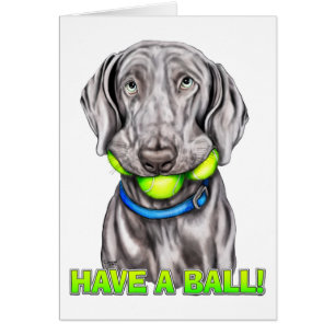 Weimaraner a une balle