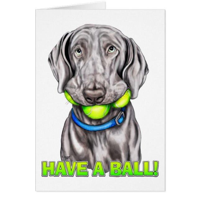 Weimaraner a une balle (Devant)