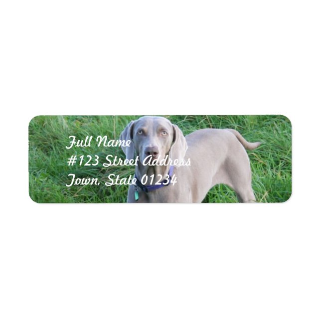 Weimaraner amoureux Étiquettes de la poste (Devant)