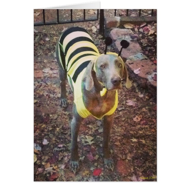Weimaraner Bumblebee (Devant)