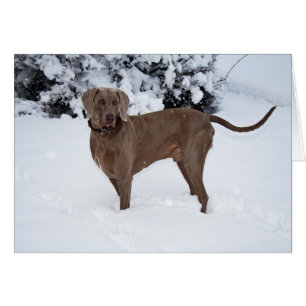 Weimaraner En Hiver