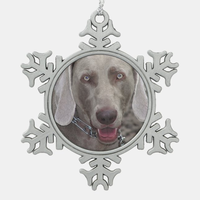 Weimaraner - Ornement de flocon de neige (Devant)