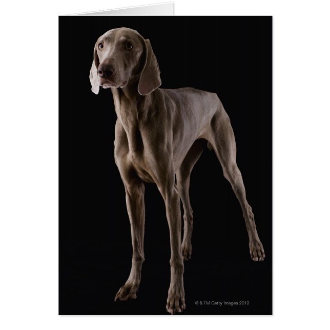 Weimaraner, studio tourné (Devant)