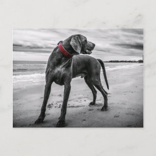 Weimaraner sur la plage Carte postale