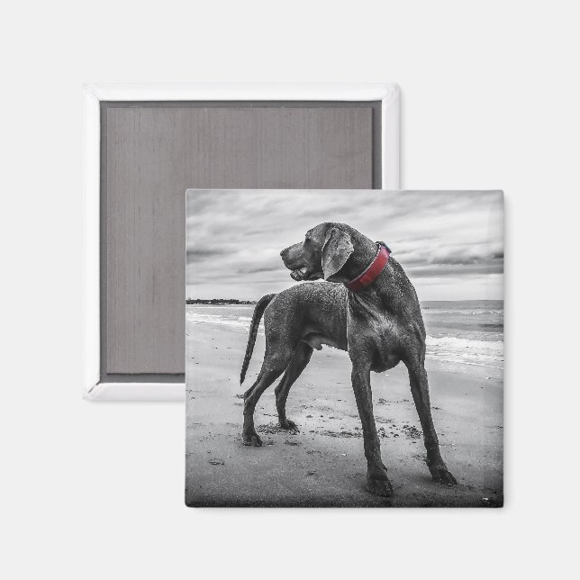 Weimaraner sur le Beach Magnet (Recto/Verso)
