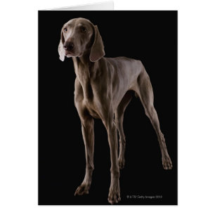 Weimaraner, tir de studio
