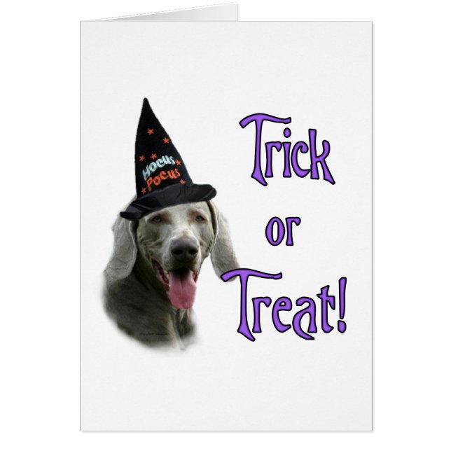 Weimaraner Trick (Devant)