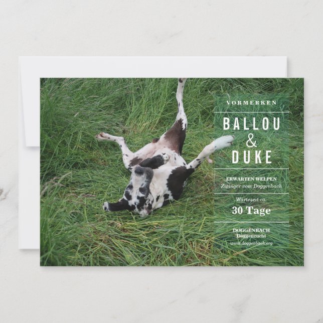 Welpen Ankündigung (Devant)
