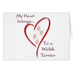 Welsh Terrier Coeur Appartient